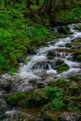 stream in the forest