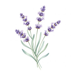 Obraz premium bunch of lavender