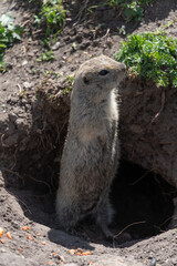 Ground squirrel stands upright at the entrance of its burrow. Wildlife observation, animal behavior, ecological education, biodiversity protection