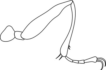 Coloring page with typical insect leg