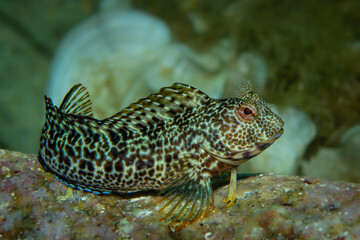 Unterwasserfoto variabler Schleimfisch im Mittellmeer, Costa Brava, Spanien, Parablennius pilicornis
