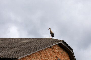 This wide-angle photograph depicts a stork standing on the sloped roof of an old brick house under...