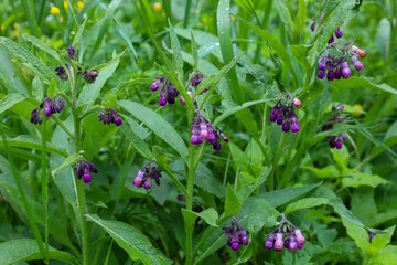 This close-up shot features bushes with purple bell-shaped flowers and green leaves, surrounded by...