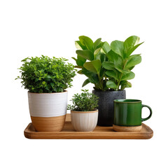 A collection of potted plants and a mug presented on a wooden tray, creating a serene and inviting atmosphere. The different plant species offer a variety of textures and shades of green