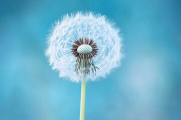 Closeup of dandelion seed head against blue background in macro photography