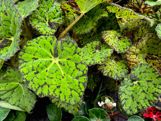 Beautiful backgraun with green patterned leaves