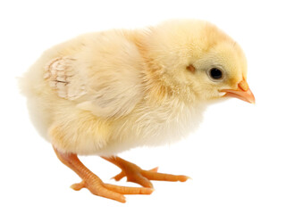 Obraz premium A small fluffy yellow chick standing on its feet against a black background in a studio setting