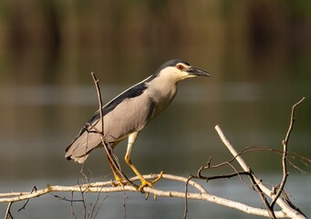 night heron or black-crowned night heron, Nycticorax nycticorax in the wild