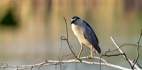 night heron or black-crowned night heron, Nycticorax nycticorax in the wild