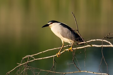 night heron or black-crowned night heron, Nycticorax nycticorax in the wild