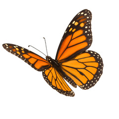 Fototapeta premium Bright orange monarch butterfly in flight, isolated on white background, showcasing detailed wing patterns for nature, wildlife, and educational or decorative design uses. 
