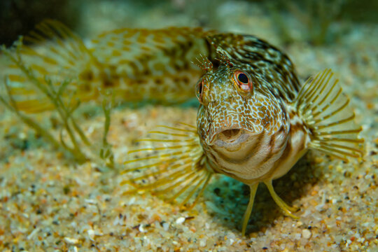 Unterwasserfoto variabler Schleimfisch im Mittellmeer, Costa Brava, Spanien, Parablennius pilicornis