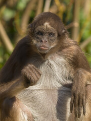 Bob der Affe im Park