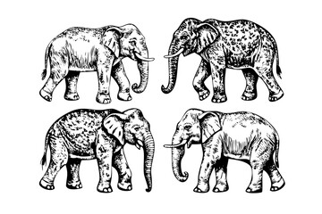 Fototapeta premium Four Realistic Detailed Elephant Illustrations Ink Sketch Collection