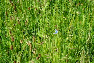 The blue common butterfly, meadow, europe, nature, wildlife, Polyommatus icarus, butterfly, may 2025