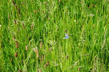 The blue common butterfly, meadow, europe, nature, wildlife, Polyommatus icarus, butterfly, may 2025