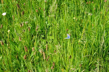 The blue common butterfly, meadow, europe, nature, wildlife, Polyommatus icarus, butterfly, may 2025