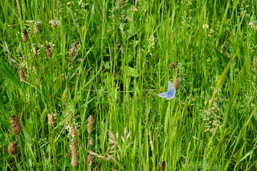 The blue common butterfly, meadow, europe, nature, wildlife, Polyommatus icarus, butterfly, may 2025