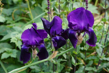 purple, iris, purple iris, flower garden, summer garden, cambrdige botanic gardens, flowers