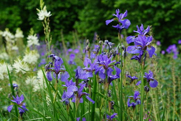 siberian iris, iris, purple flower, camassia, white, bulb flower, tropical plant, cambridge, cambridge tropical garden, may 2025, sony a6000, nature, garden