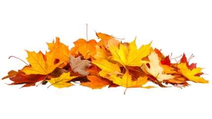 Colorful pile of autumn leaves isolated on a white background