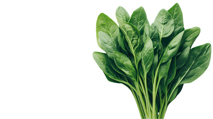 A bunch of fresh green spinach leaves isolated   in a studio shot image isolated on transparent background