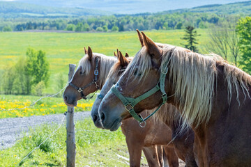 Beautiful Belgium horses in a field