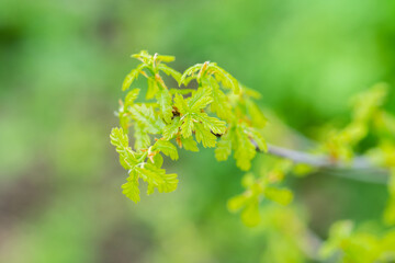 Oak tree branch with small young leaves. Selective focus.