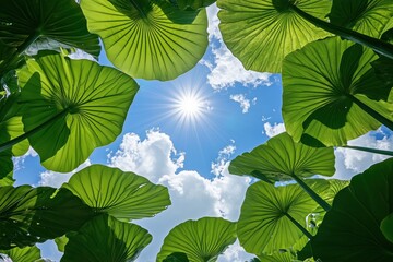 Looking up through lotus leaves to a sunny sky with clouds