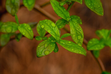 Blueberry bush leaves with water drops in the garden. Selective focus.