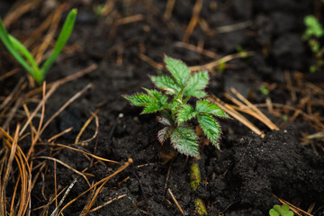 Small blackberry bush leaves with water drops in the garden. Selective focus.
