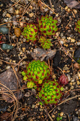 Green and juicy outdoor succulent plants (Sempervivum globiferum) in the garden. Selective focus.
