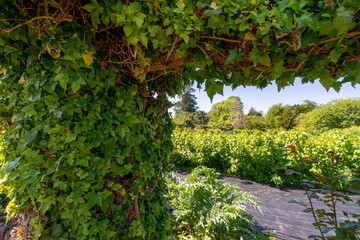Fototapeta premium Hedera helix, the common ivy, European ivy, King's Choice ivy, or just ivy, It is native to of Europe and Asia. Is a clinging evergreen vine that grows on tree trunks, walls, and fences in gardens.