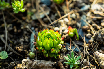 Green and juicy outdoor succulent plants (Sempervivum globiferum) in the garden. Selective focus.