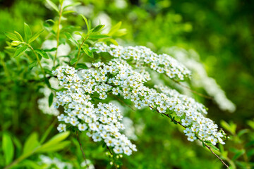 Blooming silver Spiraea bush in the garden. Selective focus. 
