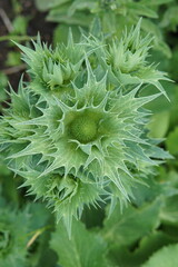 Close-up of Eryngium giganteum M.Bieb, Miss Willmot's-ghost, succulent, flower, plant, cambridge, cambridge botanic garden