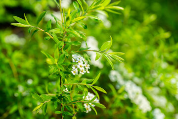 Blooming silver Spiraea bush in the garden. Selective focus. 