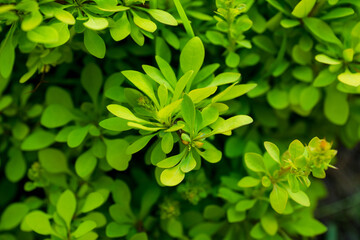 Barberry bush with new leaves in the garden. Selective focus. Shallow depth of field.