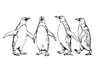 Naklejka premium Engraved Realistic Penguins Detailed Line Art Illustration