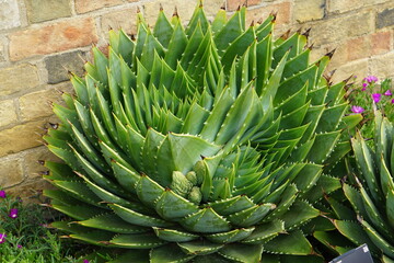 aloe polyphylla, spiral aloe, aloe vera, cambridge botanic garden, nature, succulent, flower, tropical plant, patterns, abstract, aloe in bloom, blooming aloe