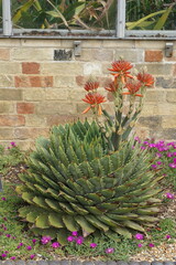 aloe polyphylla, spiral aloe, aloe vera, cambridge botanic garden, nature, succulent, flower, tropical plant, patterns, abstract, aloe in bloom, blooming aloe