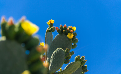 Beautiful flowers in the cactus
