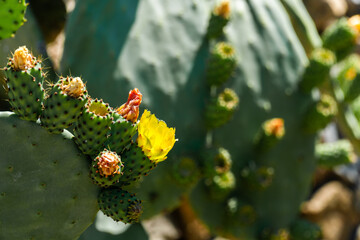 Beautiful flowers in the cactus