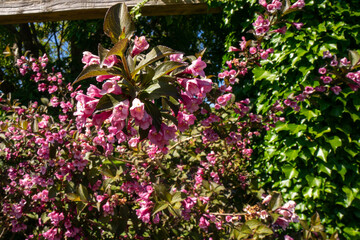The Old Fashioned Weigela, scientifically known as Weigela florida, is a deciduous shrub celebrated for its showy, trumpet-shaped flowers, typically pink but also available in white and red. 