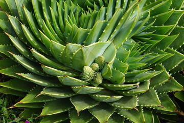 aloe polyphylla, spiral aloe, aloe vera, cambridge botanic garden, nature, succulent, flower, tropical plant, patterns, abstract, aloe in bloom, blooming aloe
