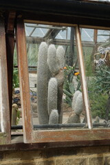 cacti, cactus, greenhouse, glasshouse, cambridge botanic garden, nature, succulent, flower, tropical plant, patterns, abstract, uk, may 2025