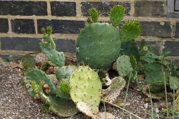 cow's tongue cactus, opuntia, cactus, succulent, glasshouse, greenhouse, purple, iris, purple iris, flower garden, summer garden, cambridge botanic gardens, flowers