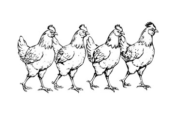 Highly Detailed Engraved Illustration of Four Chickens Walking in a Row