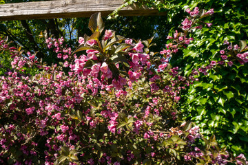 The Old Fashioned Weigela, scientifically known as Weigela florida, is a deciduous shrub celebrated for its showy, trumpet-shaped flowers, typically pink but also available in white and red. 