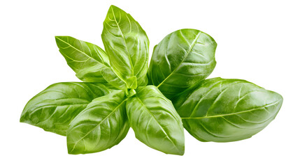 Obraz premium Cluster of Fresh Basil Leaves on White Background